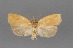 Sparganothoides machimiana