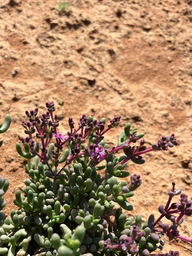 Image of Eberlanzia dichotoma by (c) Charleen Brunke, some rights reserved (CC BY)