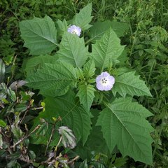 Nicandra physalodes