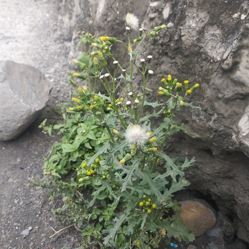 Senecio vulgaris image