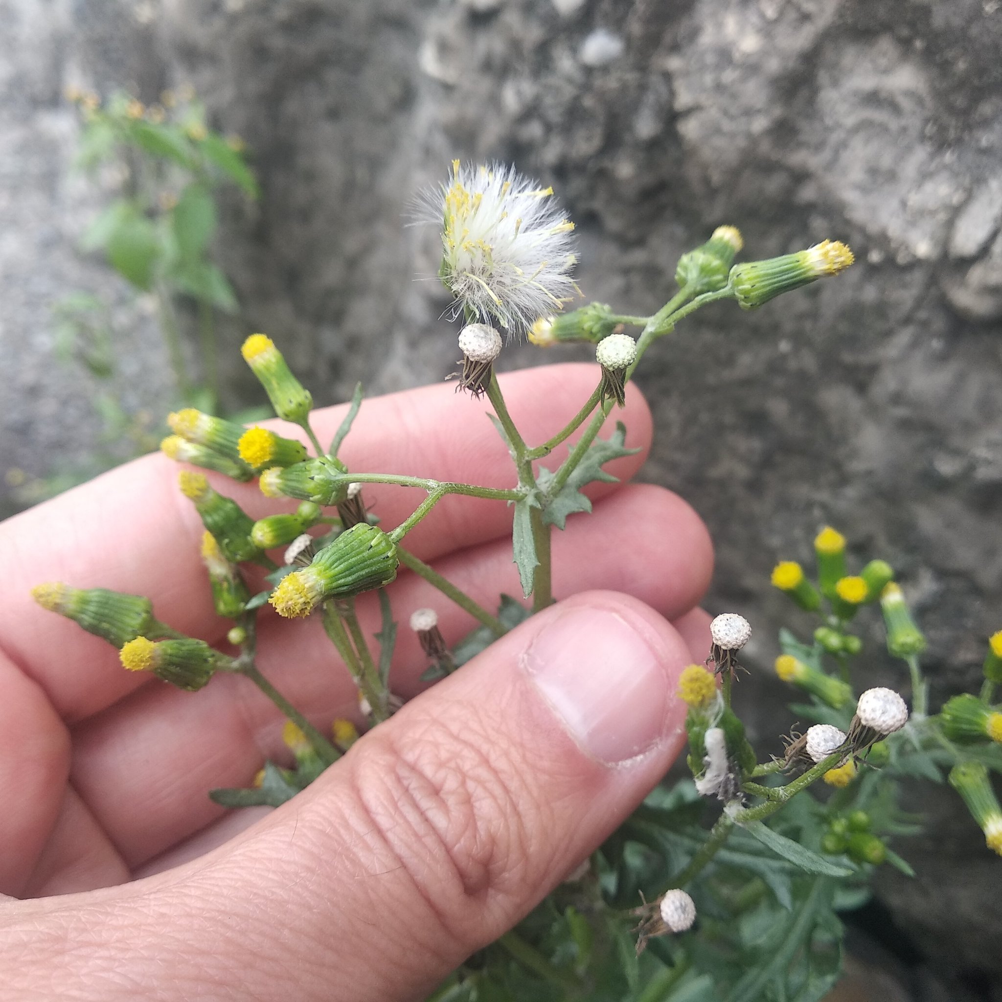 Senecio vulgaris image