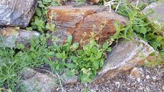 Tomostima cuneifolia