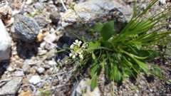Tomostima cuneifolia