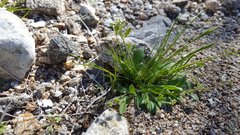 Tomostima cuneifolia