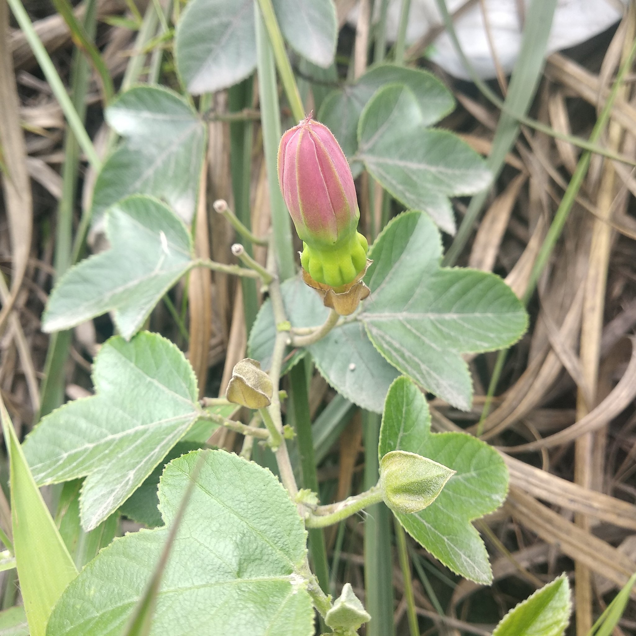 Passiflora manicata image