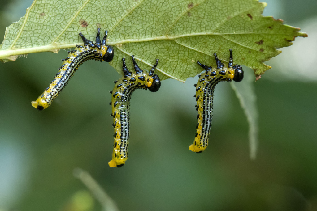 European Birch Sawfly