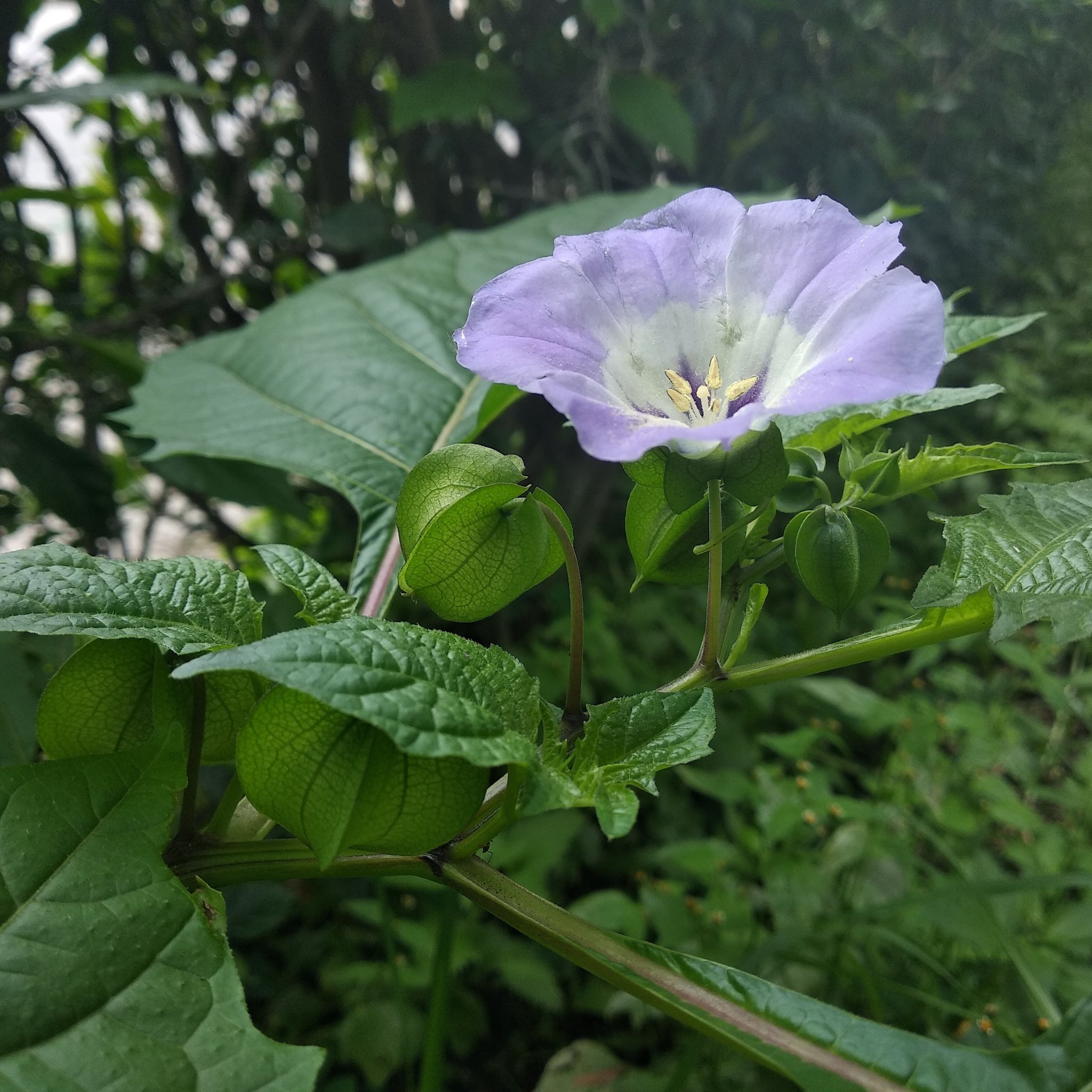 Nicandra physalodes image