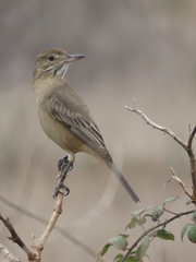 Great Shrike-Tyrant photo 2