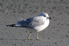 Larus delawarensis