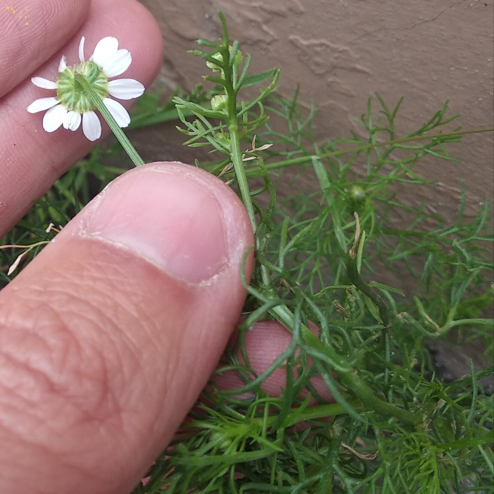 Matricaria chamomilla image