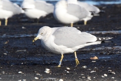 Larus delawarensis