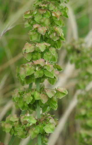 Rumex × pratensis iNat (2)