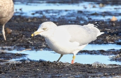 Larus delawarensis