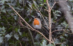 Erithacus rubecula