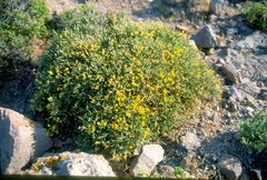 Genista acanthoclada