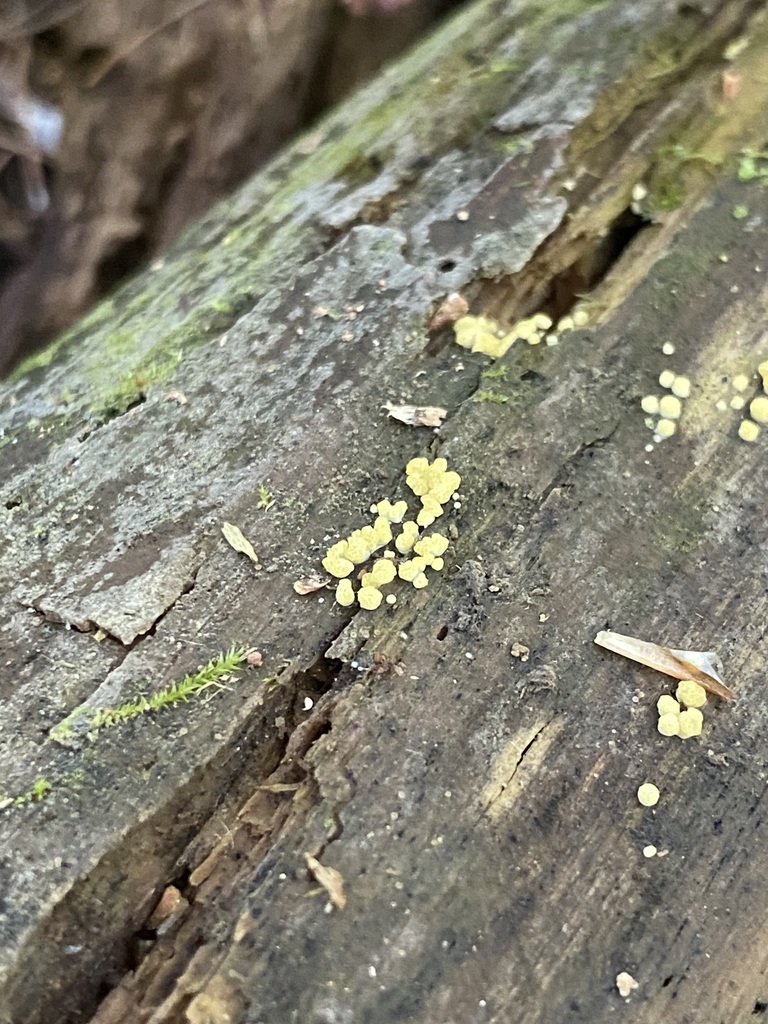 slime molds in August 2023 by jim. Slime mold or fungus? · iNaturalist