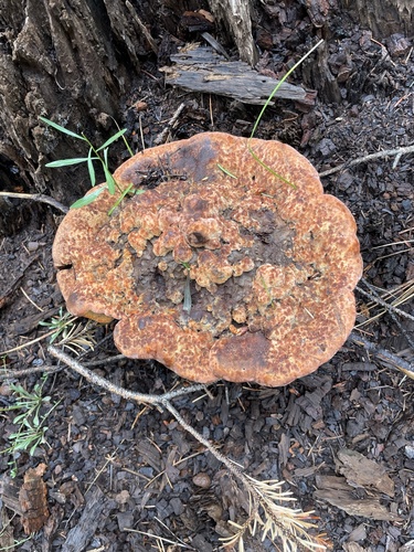 Phaeolus occidentiamericanus