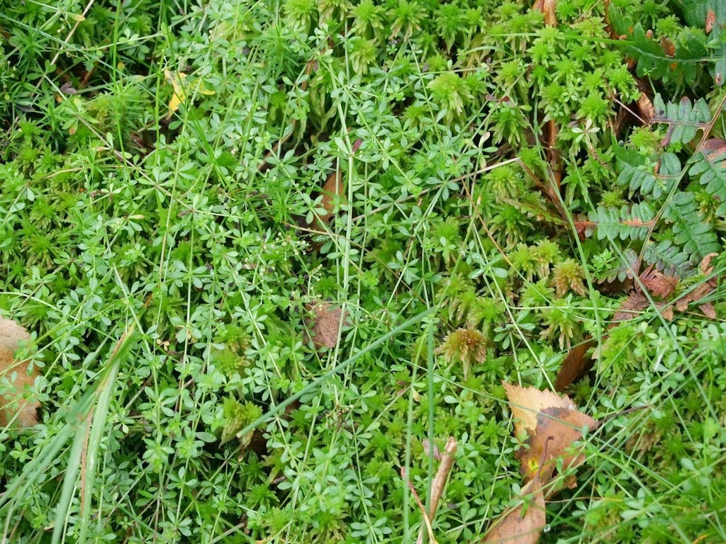 Heath Bedstraw from Coed Felenrhyd Llennyrch, Gwynedd, UK on August 15 ...