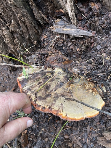 Phaeolus occidentiamericanus