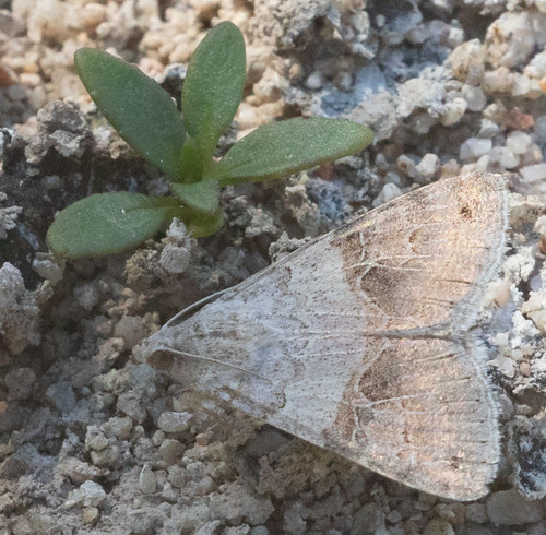 Drasteria scrupulosa photo 5