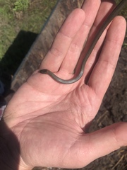Diadophis punctatus similis