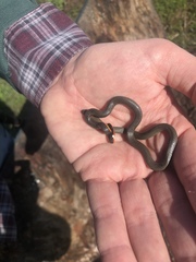 Diadophis punctatus similis
