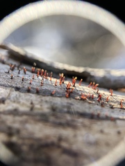 Mycocalicium subtile