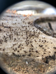 Mycocalicium subtile