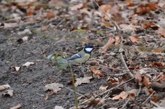 Parus major
