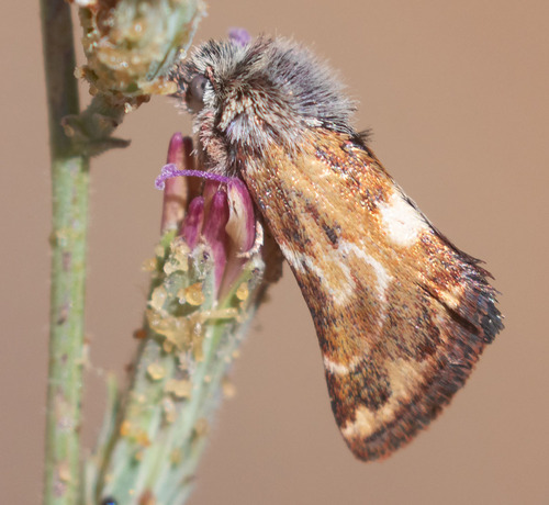 Schinia scarletina photo 4