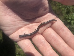 Batrachoseps major major