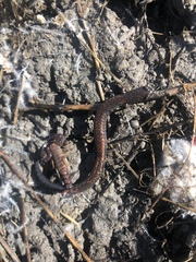 Batrachoseps major major