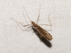 Erioptera