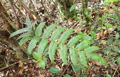 Blechnum chilense