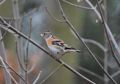 Fringilla montifringilla