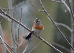 Fringilla montifringilla