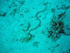 Myrichthys maculosus