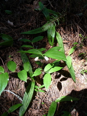 Prosartes smithii