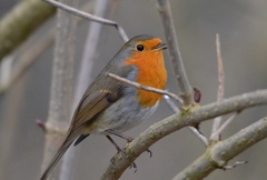 Erithacus rubecula