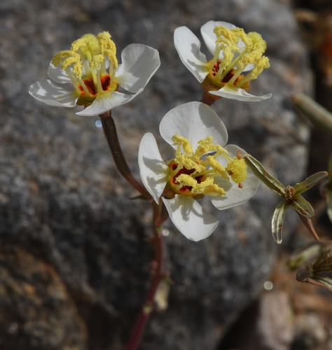 Chylismia claviformis (Chylismia claviformis)