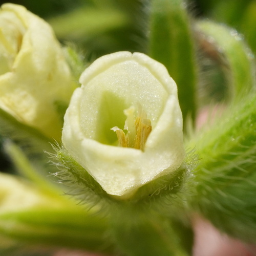 Image of Onosma arenaria by (c) Patrick Hacker, some rights reserved (CC BY)
