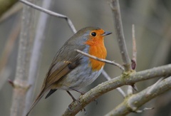 Erithacus rubecula