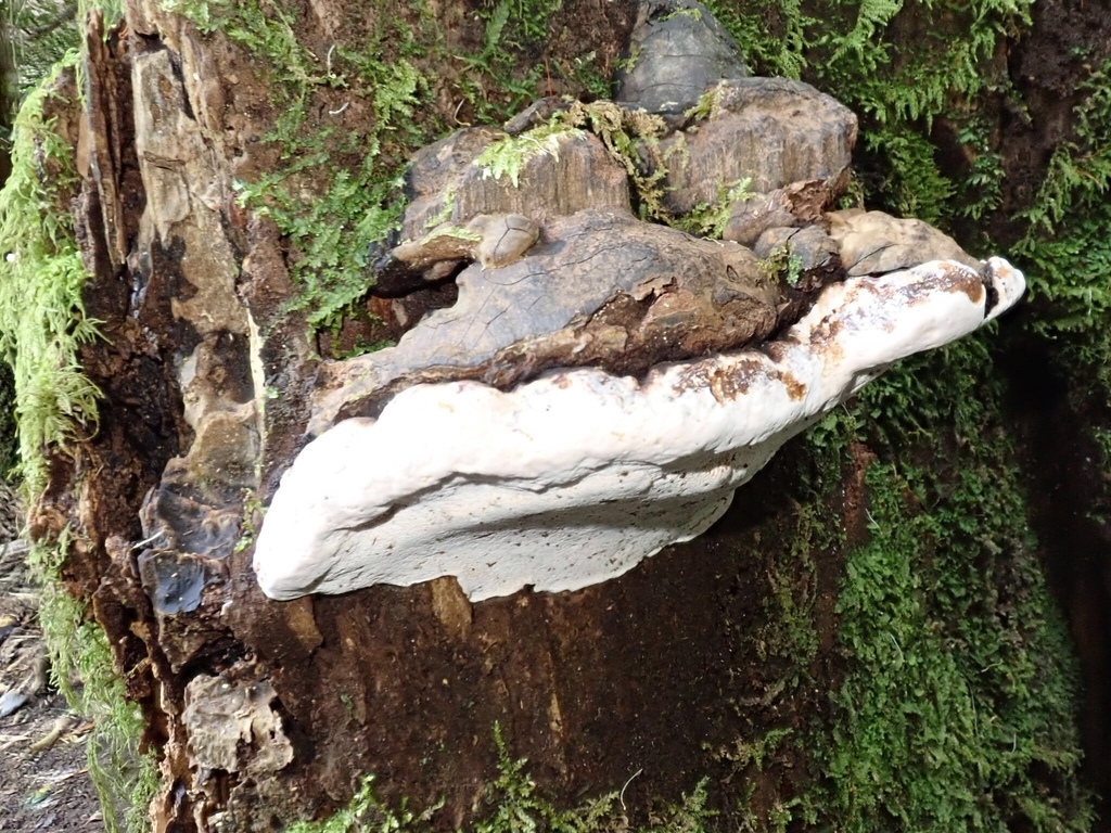 Ganoderma australe · January 2019 · photo: © brewbooks (iNaturalist, cc-by)