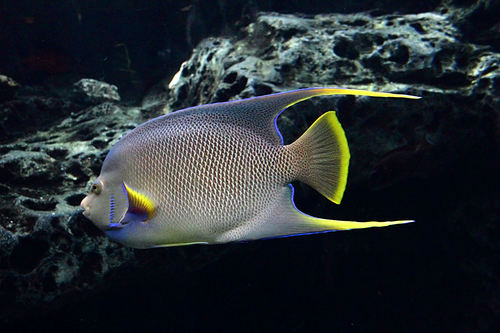 Holacanthus bermudensis