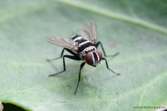 Trigonospila transvittata