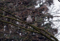 Streptopelia decaocto