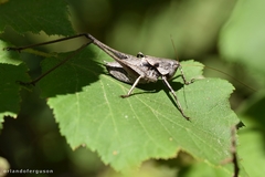 Thyreonotus corsicus