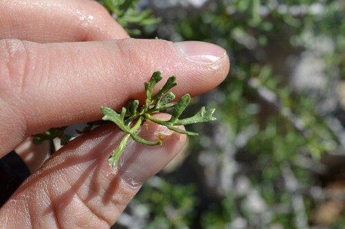 Commiphora cervifolia Engl. 3