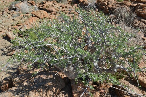 Commiphora cervifolia Engl.