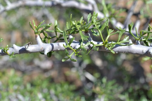 Commiphora cervifolia Engl. 2